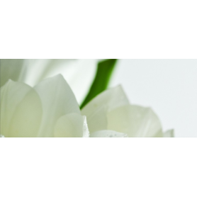 Tulip Maxi 2 W 200x500 Плитка сорт 1