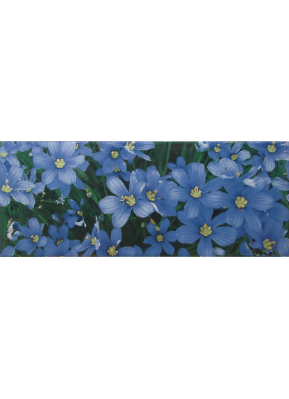 Yalta Flower BL 200x500  Плитка  сорт 1