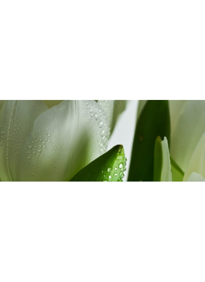 Плитка 200x500 Tulip Maxi 1 W сорт 1